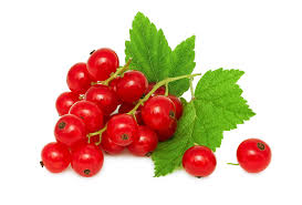 RED CURRANTS FOR THOUGHT.jpg